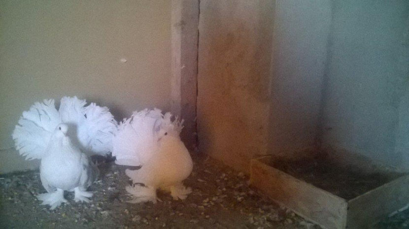  - Voltati indieni diferite culori matc             2017