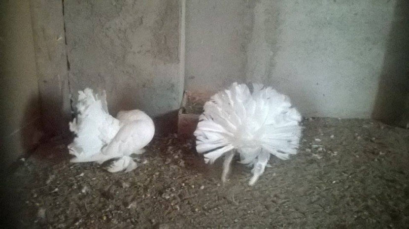  - Voltati indieni diferite culori matc             2017