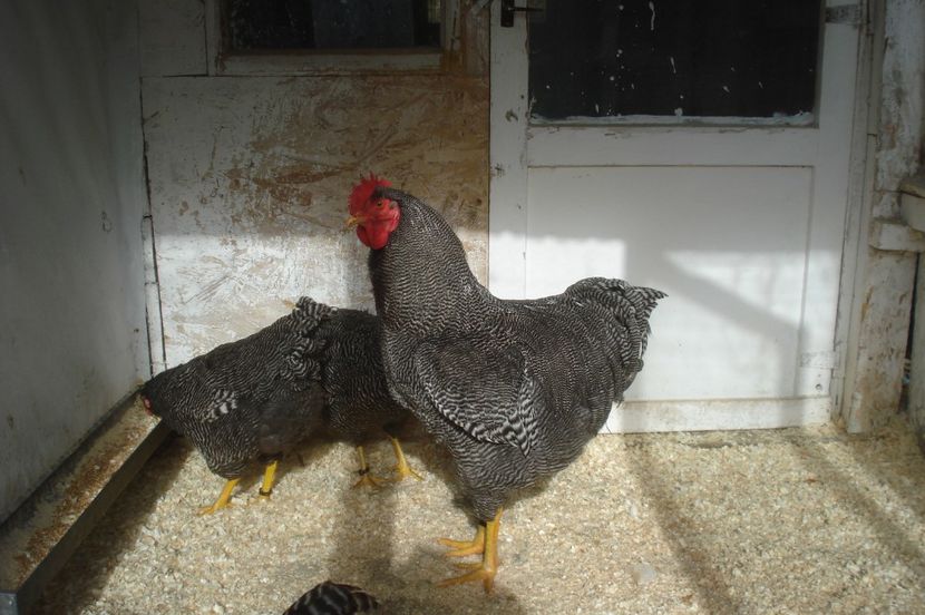  - PLYMOUTH ROCK BARAT 2016-2017 FAMILIA 4