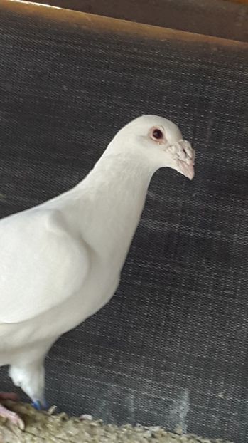  - Porumbei  pe care nu-i mai am