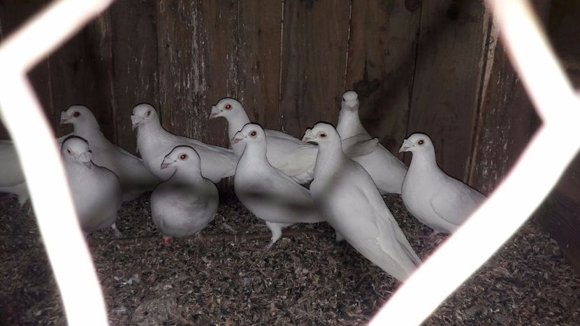 IMG-20170130-WA0008 - porumbei Tg-Jiu-Somanesti