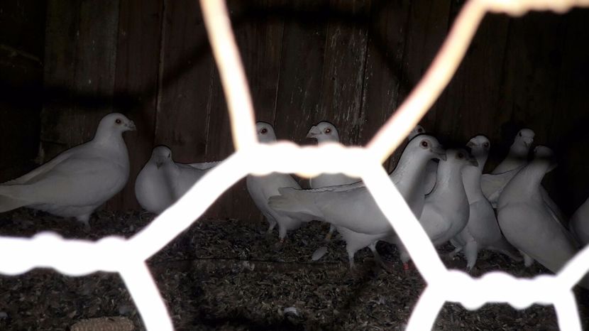 IMG-20170130-WA0007 - porumbei Tg-Jiu-Somanesti