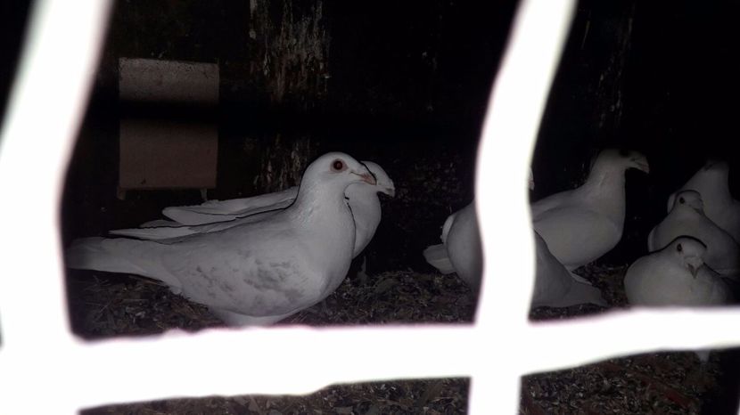 IMG-20170130-WA0001 - porumbei Tg-Jiu-Somanesti