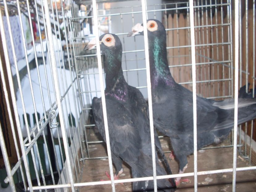  - Achizitii carieri 2017