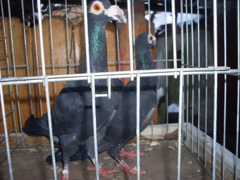  - Achizitii carieri 2017