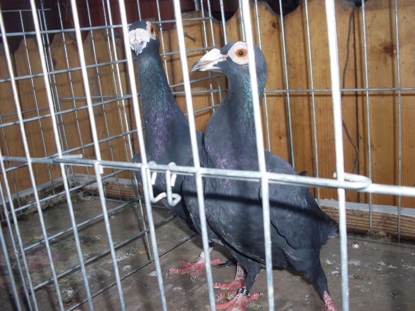  - Achizitii carieri 2017