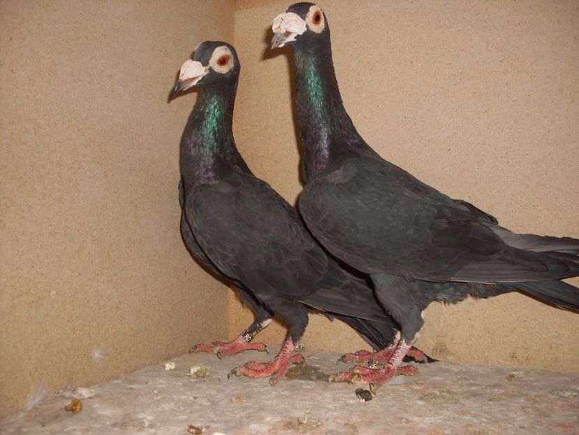  - Achizitii carieri 2017