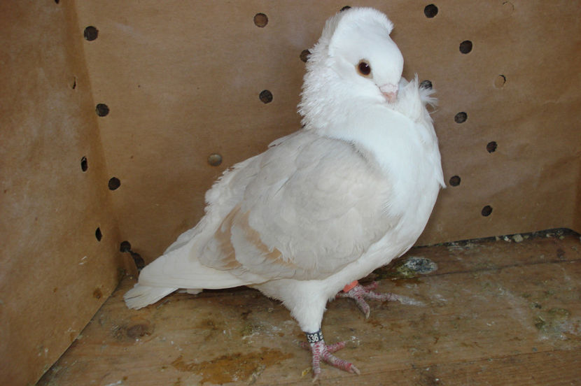 f 536 2016 - perechile 2017