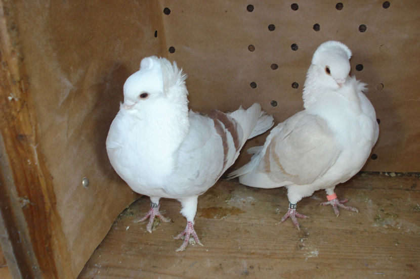 per 5 de vanzare - perechile 2017