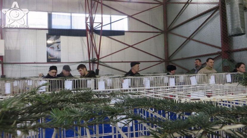 expozitieanimalegherla2 - S- Expozitie Gherla 2017