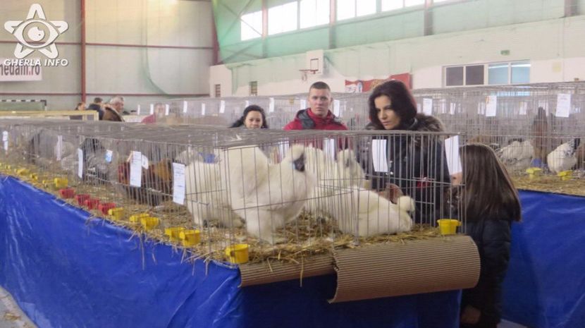 expozitieanimalegherla9 - S- Expozitie Gherla 2017