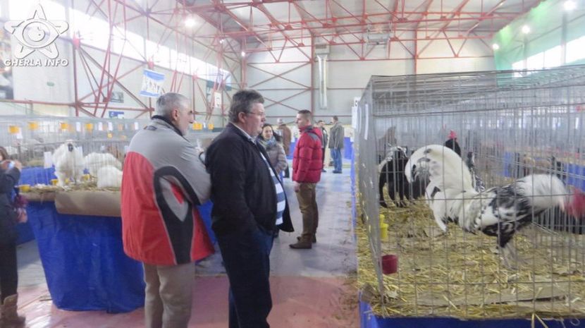 expozitieanimalegherla10 - S- Expozitie Gherla 2017