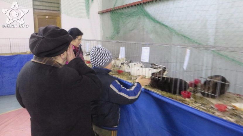 expozitieanimalegherla11 - S- Expozitie Gherla 2017