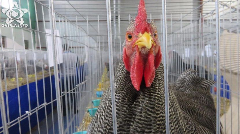 expozitieanimalegherla12 - S- Expozitie Gherla 2017