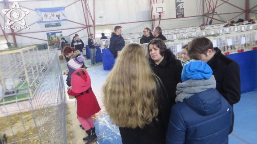 expozitieanimalegherla15 - S- Expozitie Gherla 2017