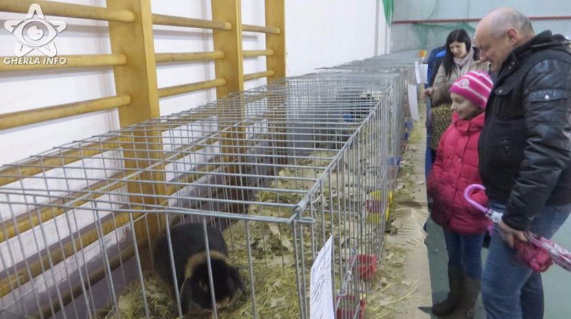 expozitieanimalegherla16 - S- Expozitie Gherla 2017