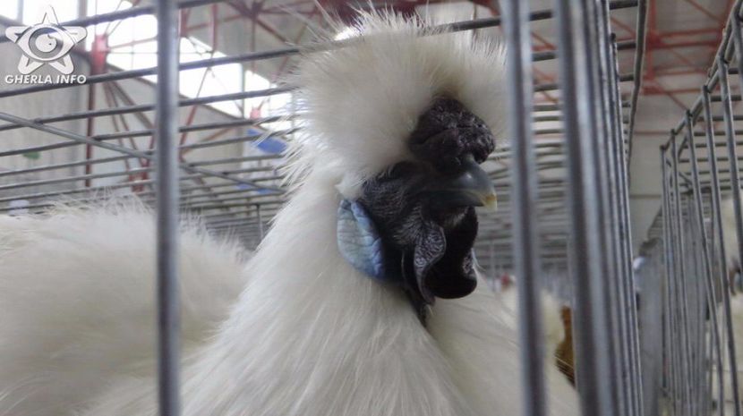 expozitieanimalegherla17 - S- Expozitie Gherla 2017