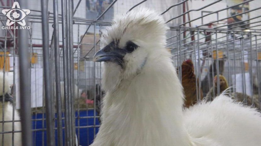 expozitieanimalegherla18 - S- Expozitie Gherla 2017