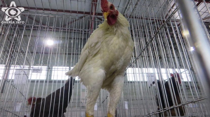 expozitieanimalegherla19 - S- Expozitie Gherla 2017