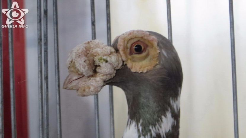 expozitieanimalegherla20 - S- Expozitie Gherla 2017