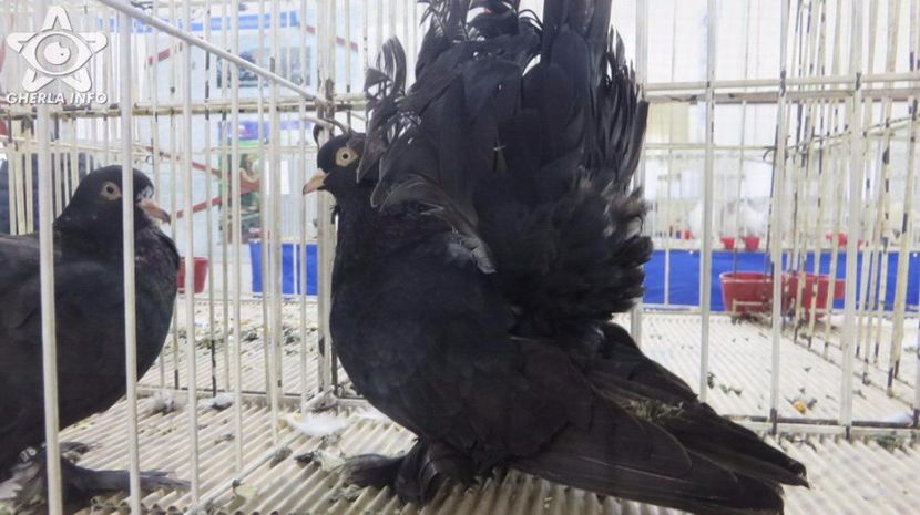 expozitieanimalegherla24 - S- Expozitie Gherla 2017