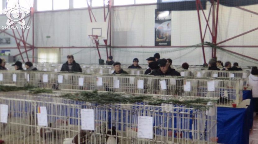 expozitieanimalegherla32 - S- Expozitie Gherla 2017