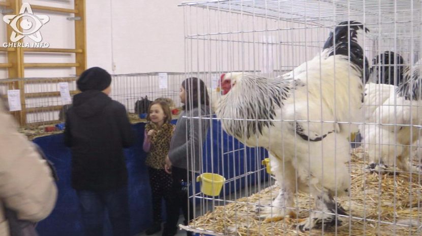 expozitieanimalegherla33 - S- Expozitie Gherla 2017