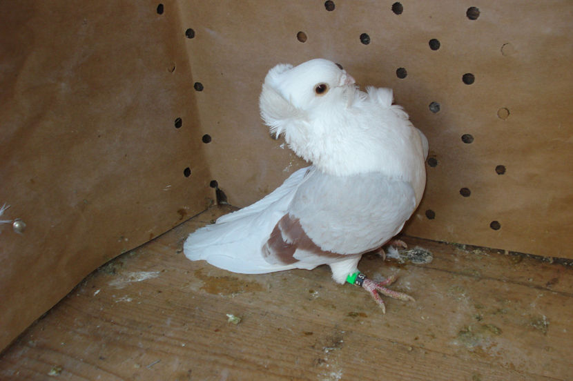 m 539 2016 - perechile 2017