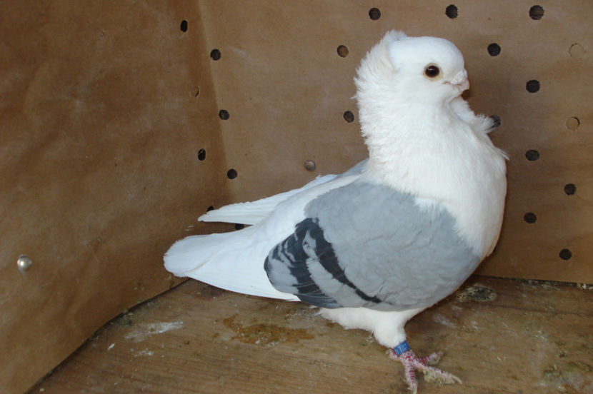 m 2012 - perechile 2017