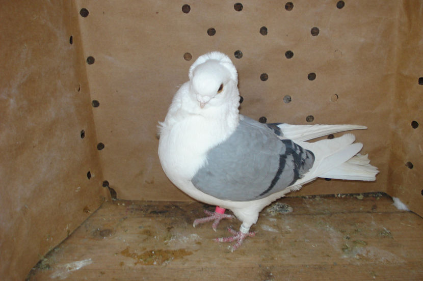 f H 32475 2009 - perechile 2017