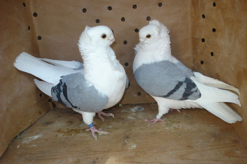 per 7 - perechile 2017