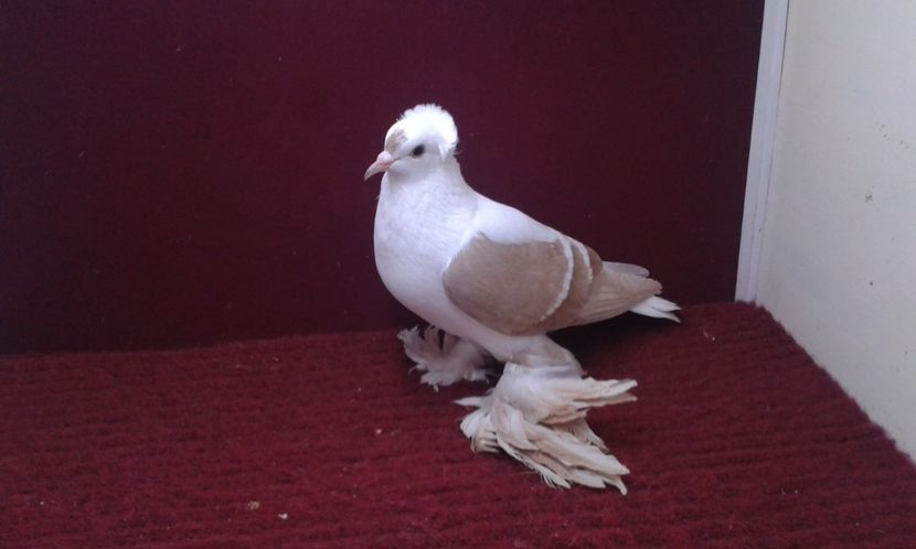 04. Femela EE RO 15 3025 - 26 Randunica de Saxonia ------------- femele vandute