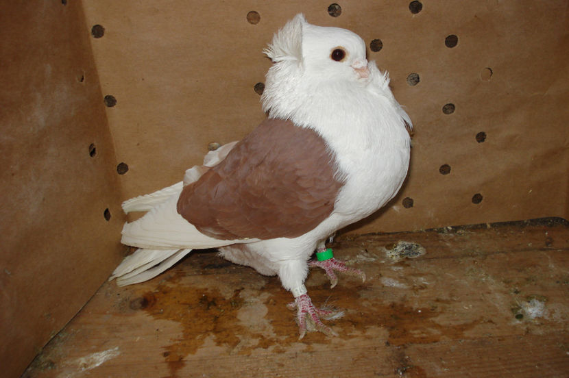 m 508 2015 (2016) - perechile 2017