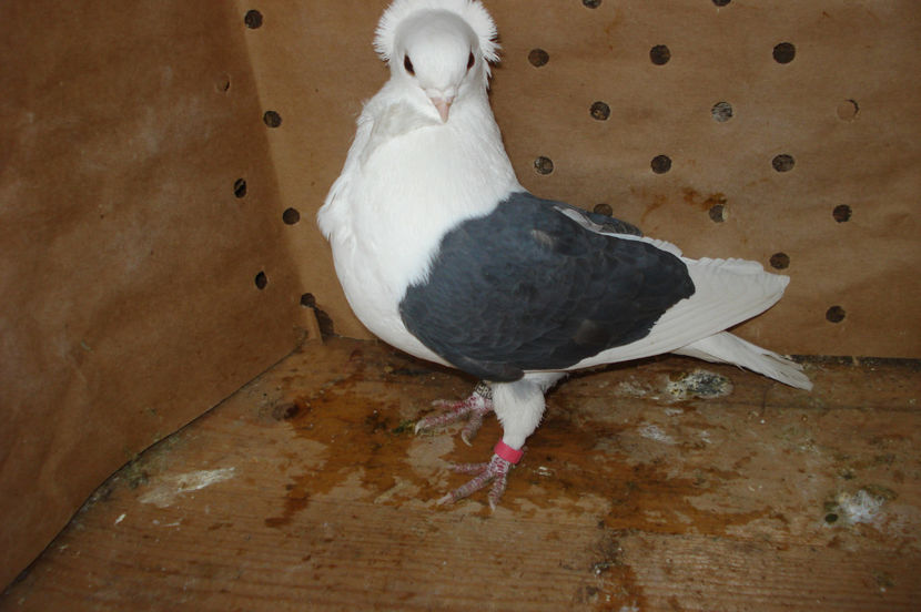 f 2014 - perechile 2017