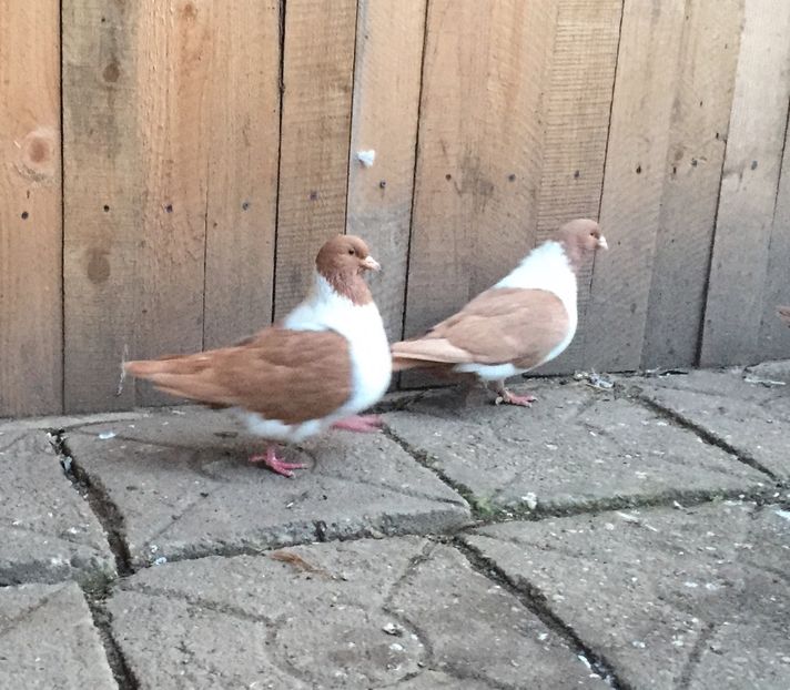 Mascul de vanzare - A DE VANZARE