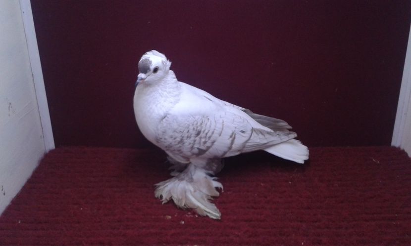 01. Mascul EE RO 15 3001 - 25 Randunica de Saxonia ------------- masculi vanduti