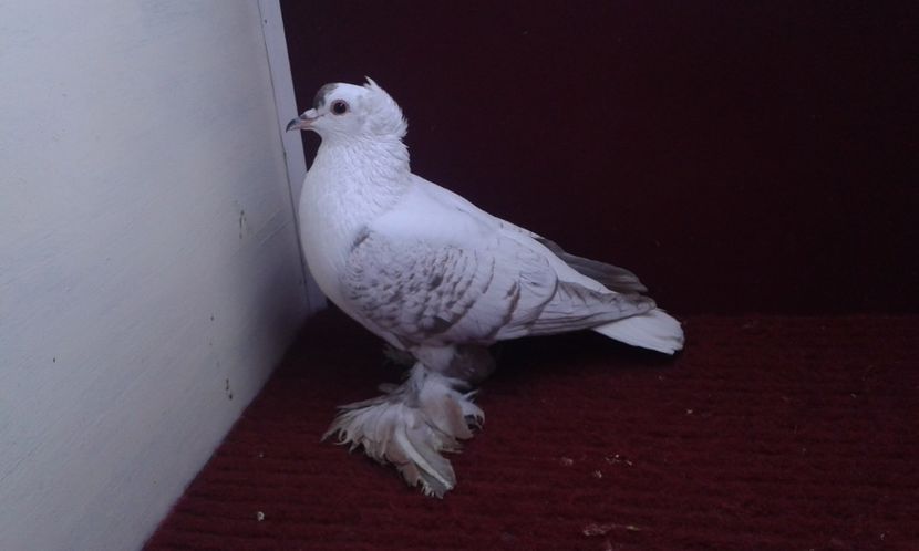 02. Mascul EE RO 15 3001 - 25 Randunica de Saxonia ------------- masculi vanduti