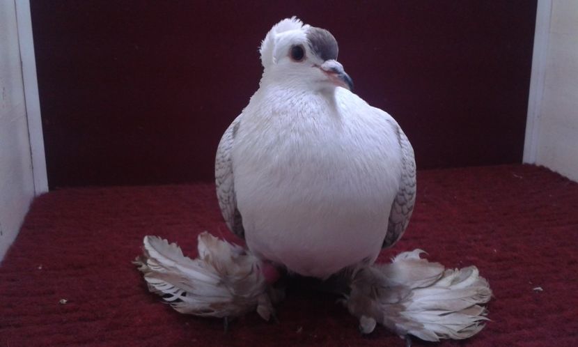 03. Mascul EE RO 15 3001 - 25 Randunica de Saxonia ------------- masculi vanduti