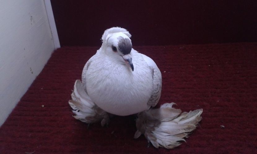 04. Mascul EE RO 15 3001 - 25 Randunica de Saxonia ------------- masculi vanduti