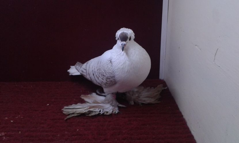 05. Mascul EE RO 15 3001 - 25 Randunica de Saxonia ------------- masculi vanduti