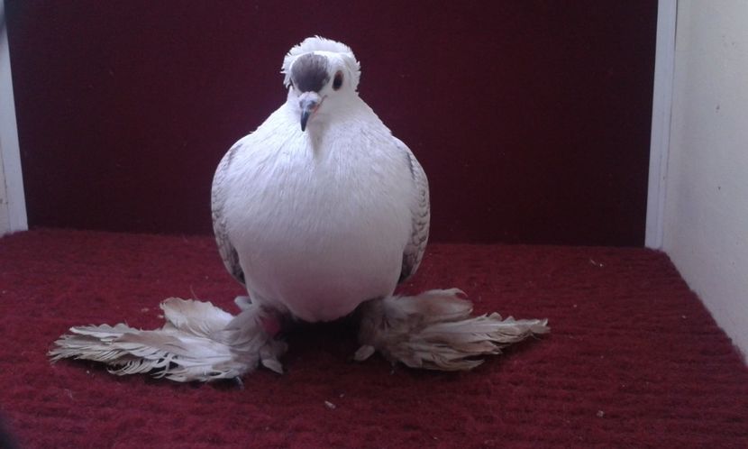 06. Mascul EE RO 15 3001 - 25 Randunica de Saxonia ------------- masculi vanduti