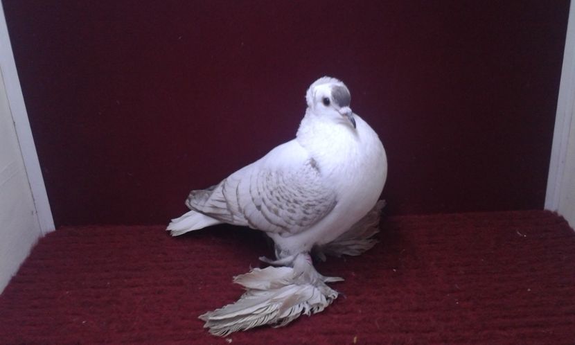 07. Mascul EE RO 15 3001 - 25 Randunica de Saxonia ------------- masculi vanduti