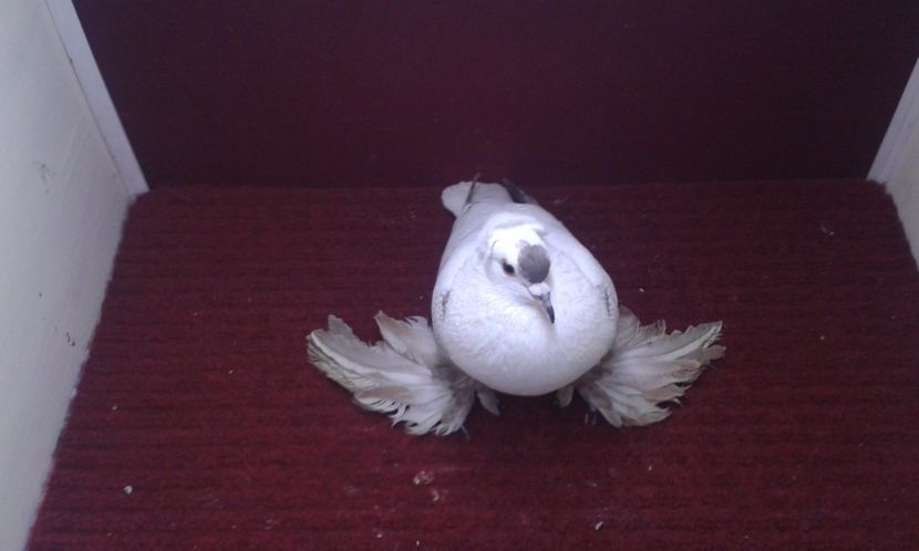 10. Mascul EE RO 15 3001 - 25 Randunica de Saxonia ------------- masculi vanduti