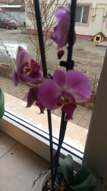  - Orchidee
