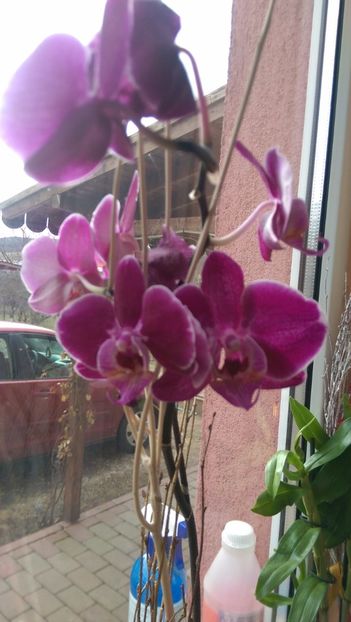  - Orchidee