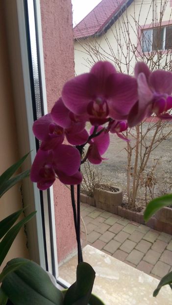  - Orchidee