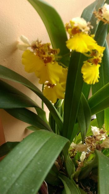  - Orchidee
