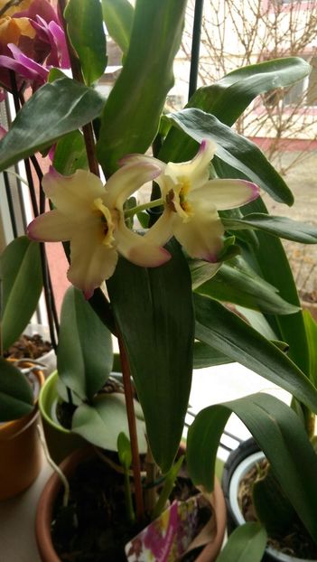 Dendrobium - Orchidee