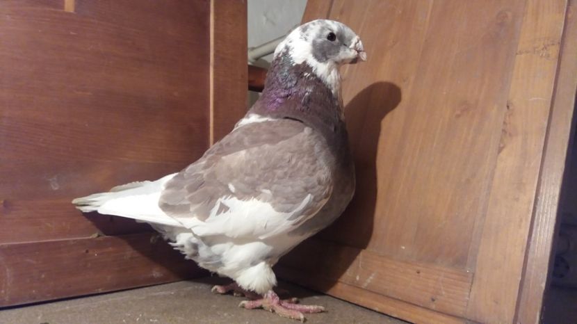 M 2011 - PERECHI 2017