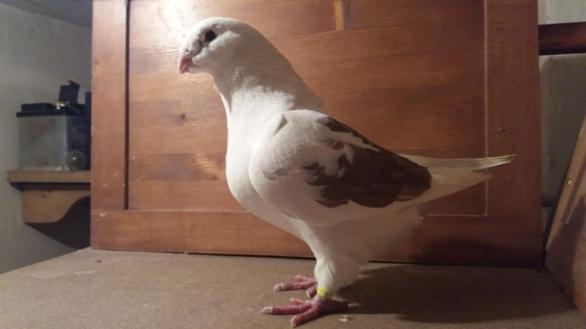 FE 2011 - PERECHI 2017